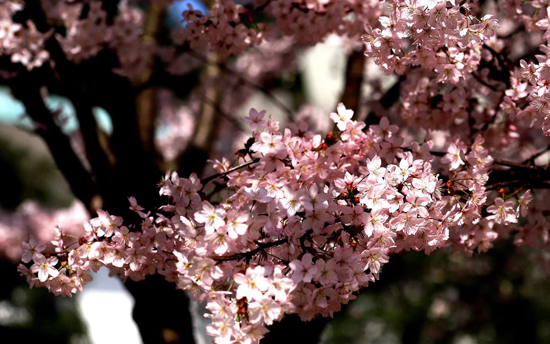 bbin·宝盈游戏(中国集团)官方网站首页